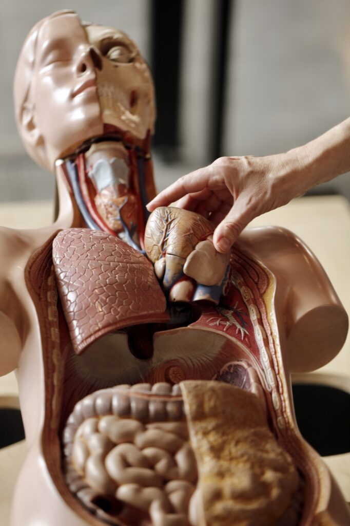 Human torso with organs artificial model in medical student hospital, medicine, medical,